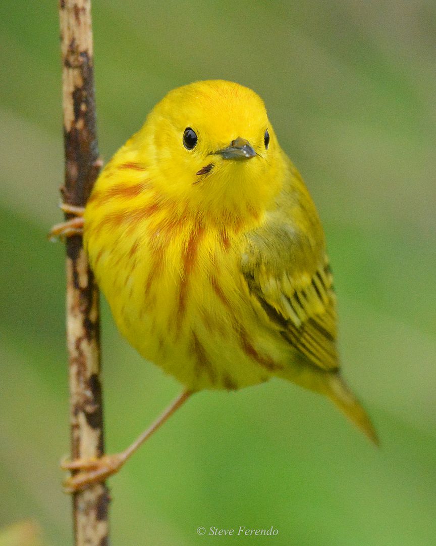 "Natural World" Through My Camera American Yellow Warbler